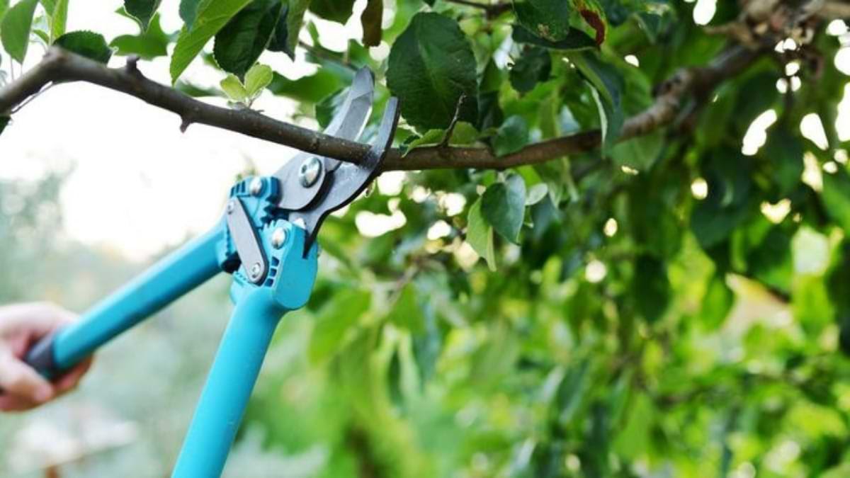 Reasons Why Pruning Your Trees And Shrubs is Necessary