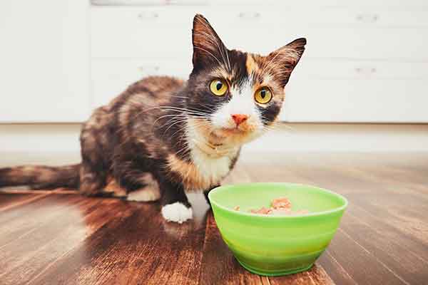 Top Guidelines Of Can Cats Eat Cinnamon