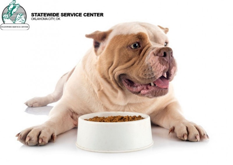 Important Factors That You Need To Know About High Protein Dog Food