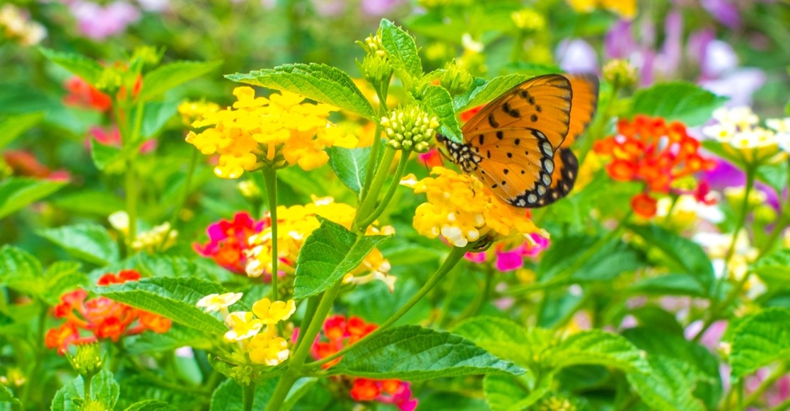 4 Ways You Can Attract More Butterflies in Your Garden