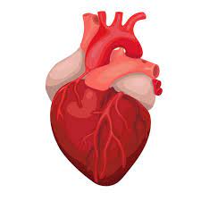 Why is the Need for Cardiologists Increasing Day by Day?